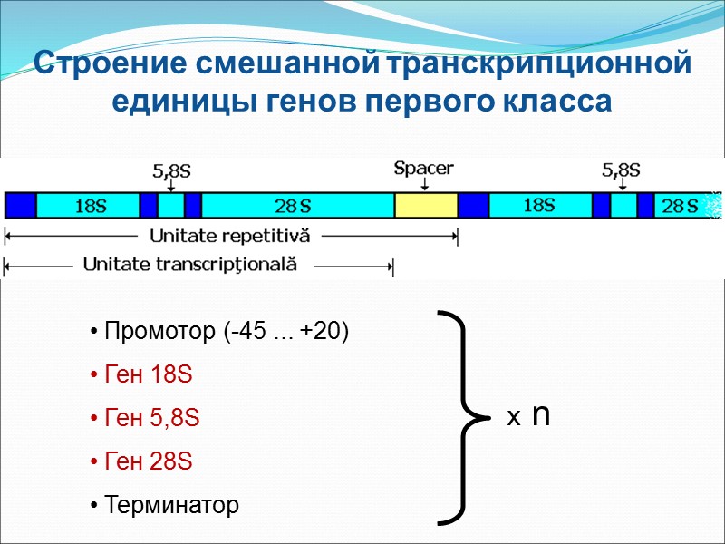 Строение смешанной транскрипционной единицы генов первого класса  Промотор (-45 ... +20)  Ген